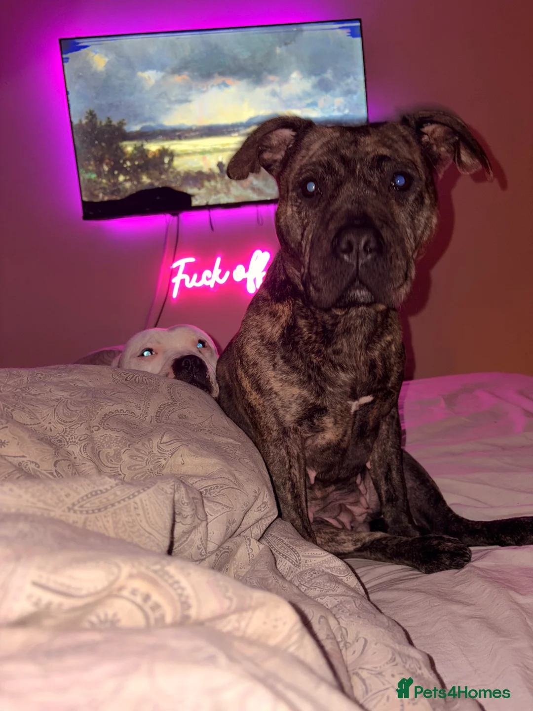 Staffordshire Bull Terrier dogs for sale: Male and female staff desperately need loving home - Advert 6