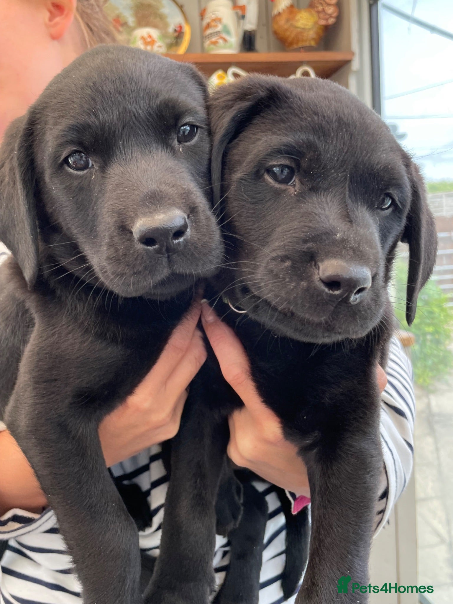 Labrador Retriever dogs 2 KC Chunky Black Labrador Puppies  - Advert 1