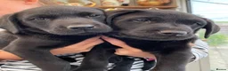 Labrador Retriever dogs for sale: 2 KC Chunky Black Labrador Puppies  - Advert 1