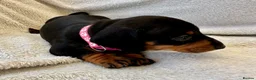 Miniature Dachshund dogs for sale: KC REG Miniature Smooth Short Haired Dachshunds - Advert 6