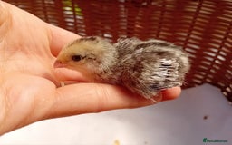 Quail poultry for sale: Snowflake Bobwhite Quail Chicks ~ Various Ages - Image 19