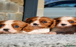 Cavalier King Charles Spaniel dogs for sale: ⭐️ Cavalier King Charles Puppies ⭐️ - Advert 4