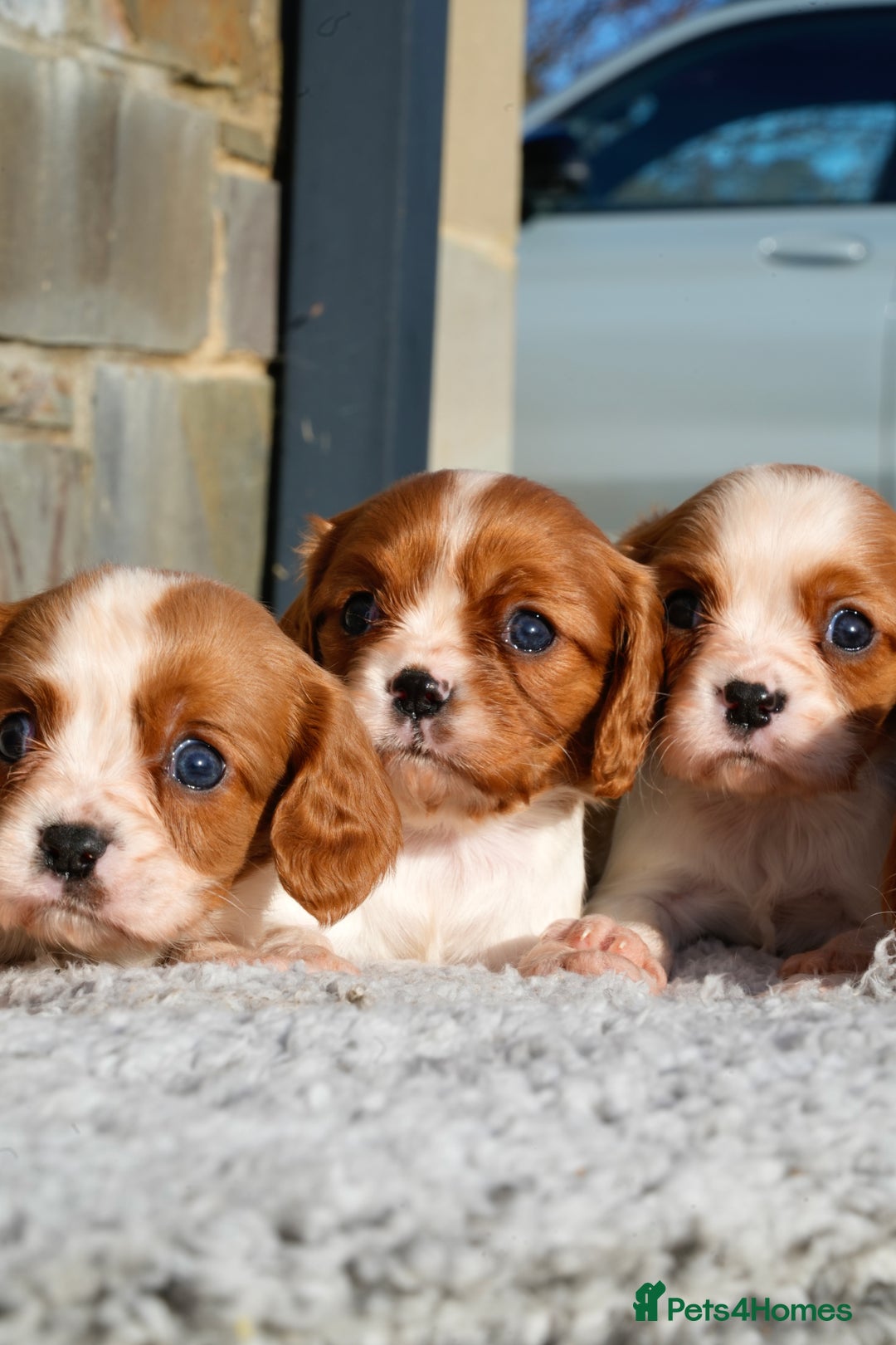 Cavalier King Charles Spaniel dogs for sale: ⭐️ Cavalier King Charles Puppies ⭐️ - Advert 4