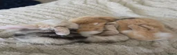 Mini Lop rabbits for sale: Stunning Harli Mini Lop Babies - Advert 26