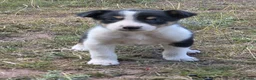 Border Collie dogs for sale: Beautiful border collie pups for sale!  in Abergavenny - Advert 8