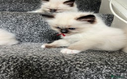 Ragdoll cats for sale: **LAST BOY** CHUNKY RAGDOLL KITTENS FOR SALE - Advert 10