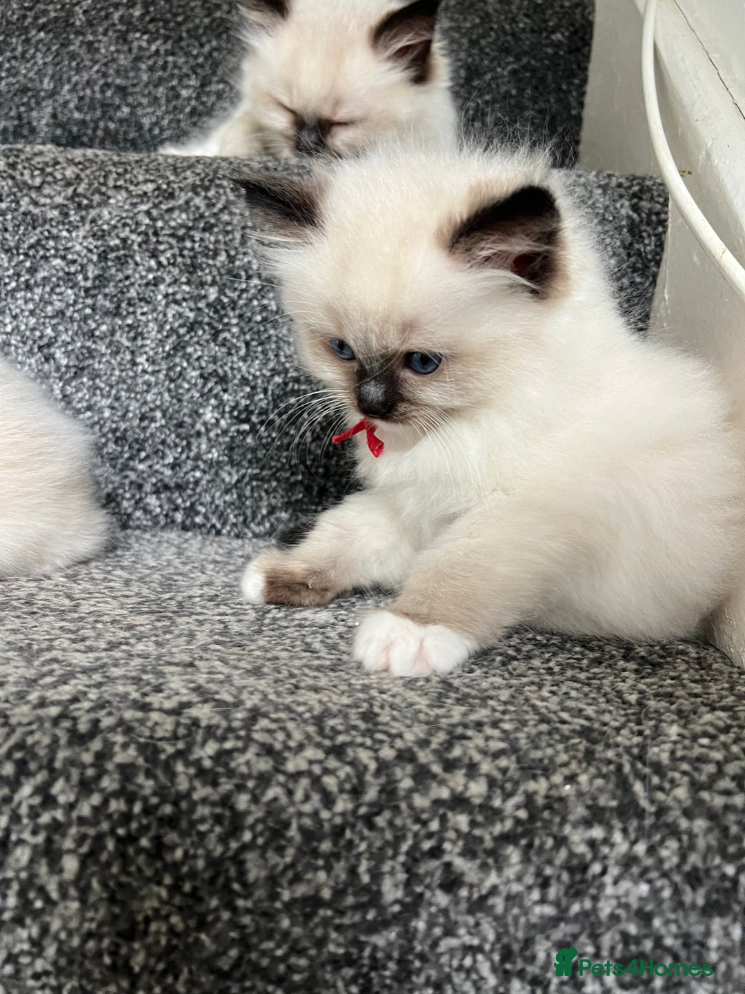 Ragdoll cats for sale: **LAST BOY** CHUNKY RAGDOLL KITTENS FOR SALE - Advert 10
