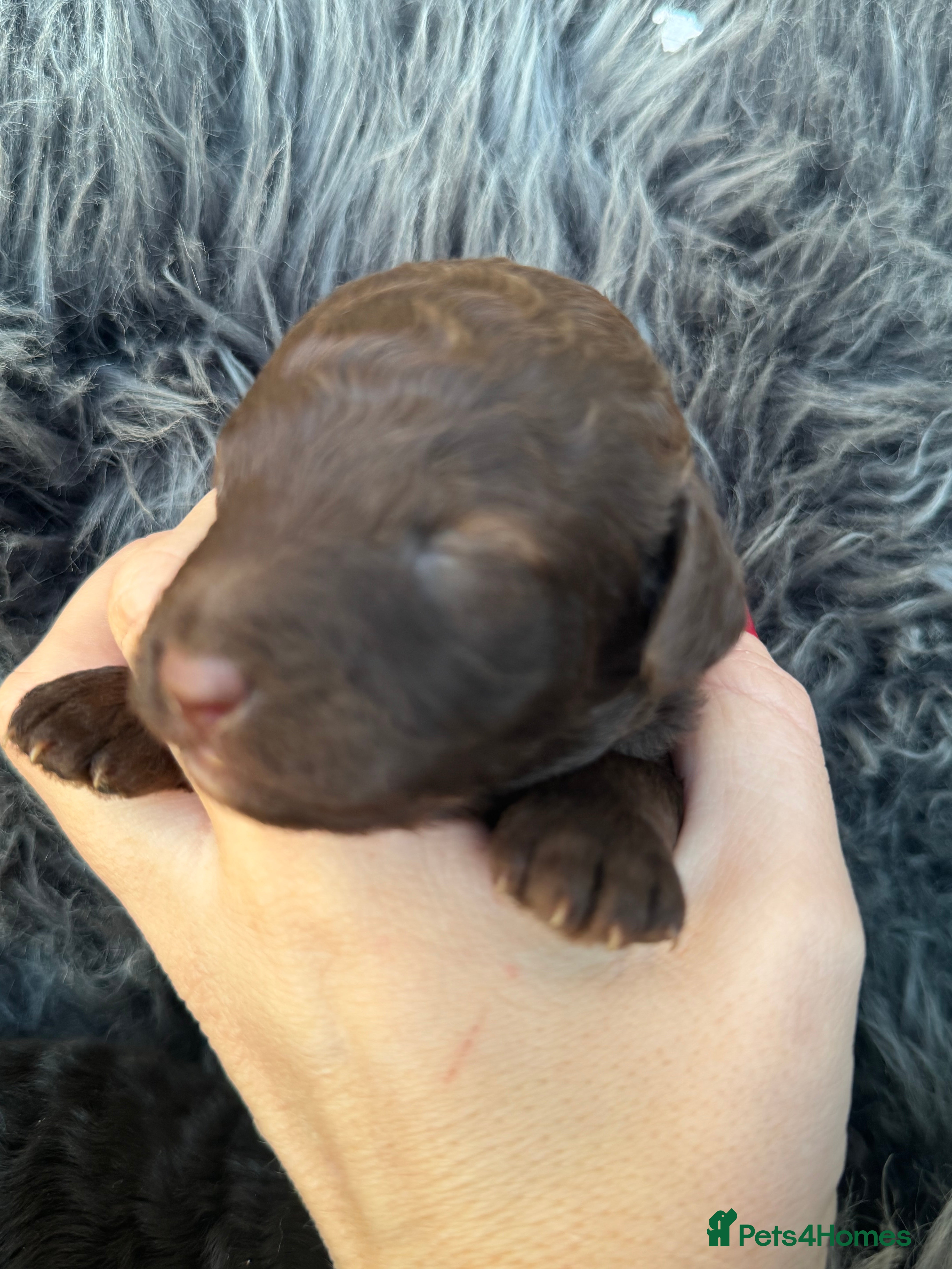 Aussiedoodle dogs Miniature Aussiedoodle Pups 🐾 ❤️ - Advert 17