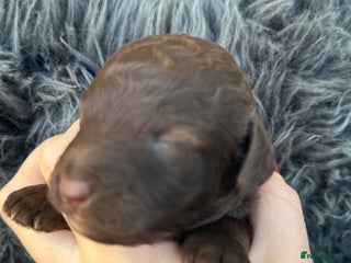 Aussiedoodle dogs Miniature Aussiedoodle Pups 🐾 ❤️ - Advert 17