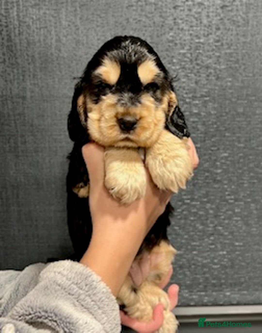 Cocker Spaniel dogs for sale: Show Cocker Spaniel puppies from DNA tested parent - Advert 5