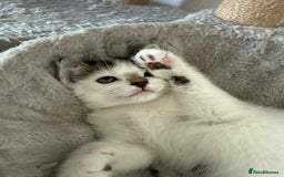 Mixed Breed cats for sale: TWO LEFT! Beautiful kittens ready for 5/10/25 - Image 26