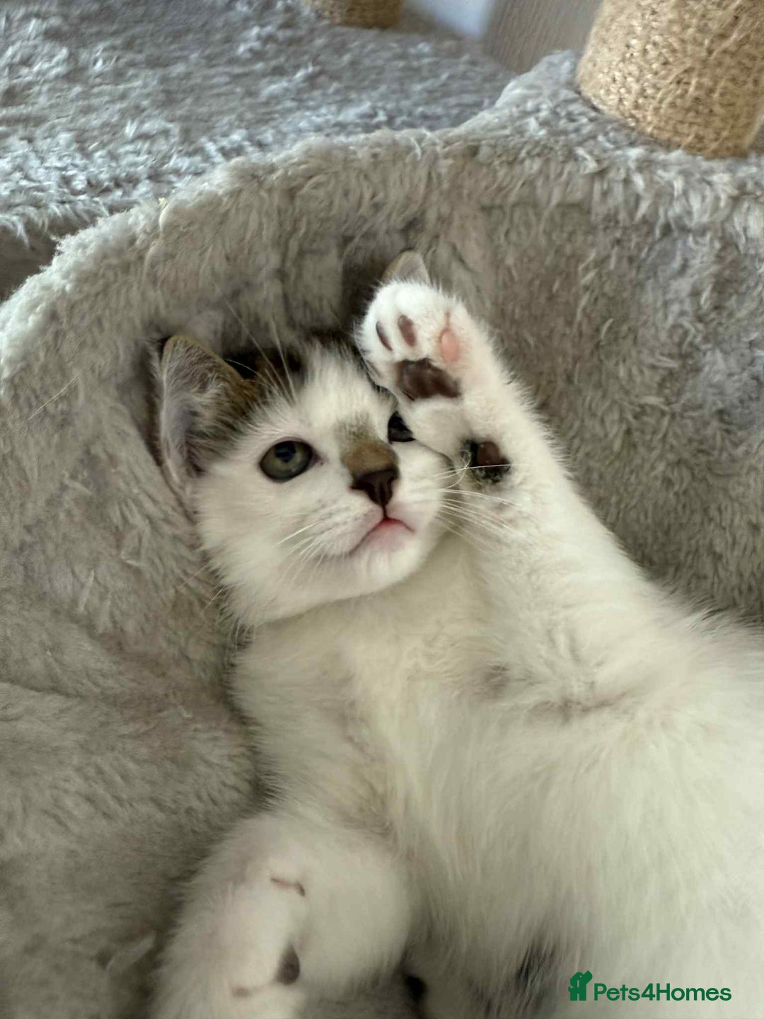 Mixed Breed cats for sale: TWO LEFT! Beautiful kittens ready for 5/10/25 - Image 26