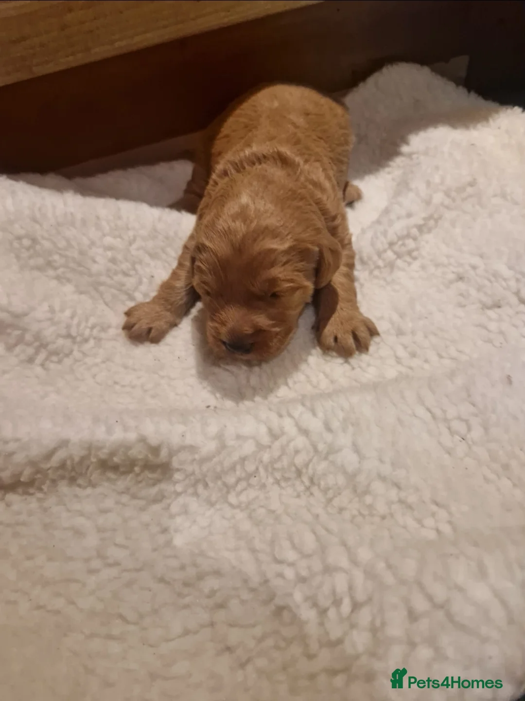 Labradoodle dogs for sale: Miniature labradoodle boys - Advert 17