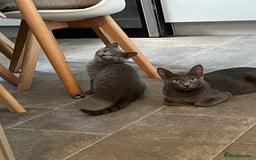 Russian Blue cats for sale: Russian Blue x BSH - Image 23