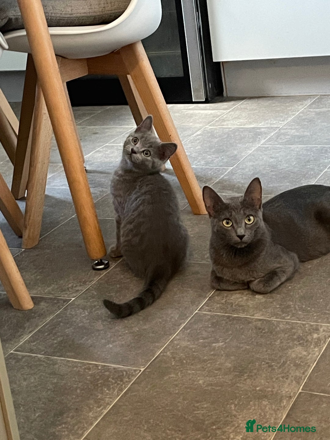 Russian Blue cats for sale: Russian Blue x BSH - Image 23