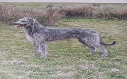 Mixed Breed dogs for sale: Lurcher pups  - Image 7