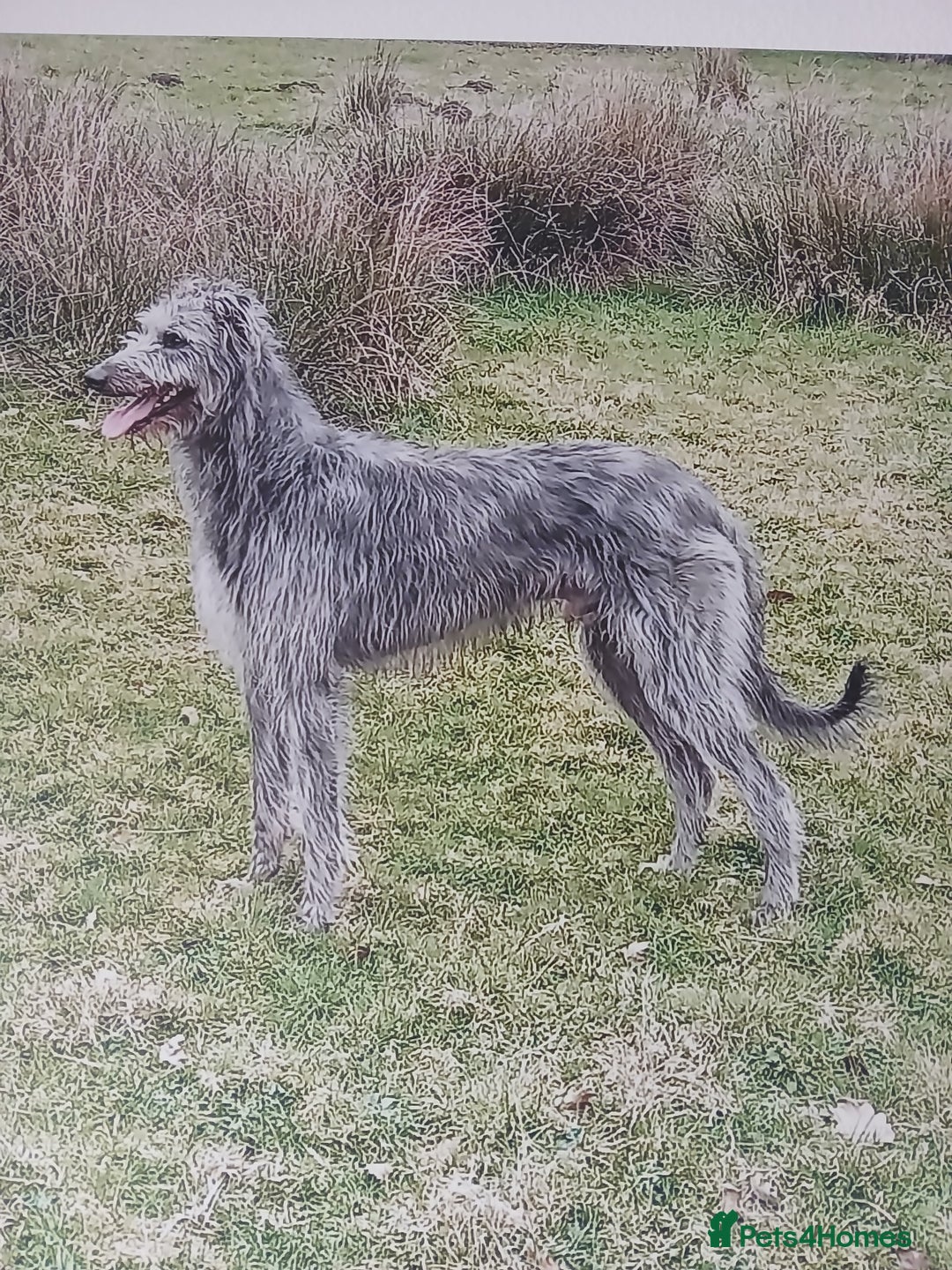 Mixed Breed dogs for sale: Lurcher pups  - Image 7