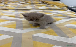 British Shorthair cats for sale: British short hair  - Image 11