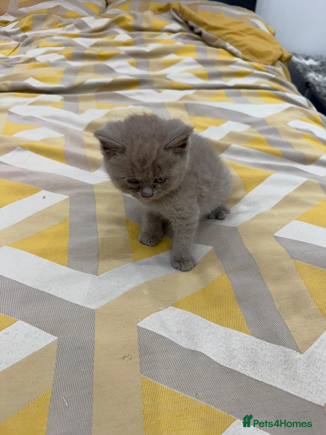 British Shorthair cats for sale: British short hair  - Image 11