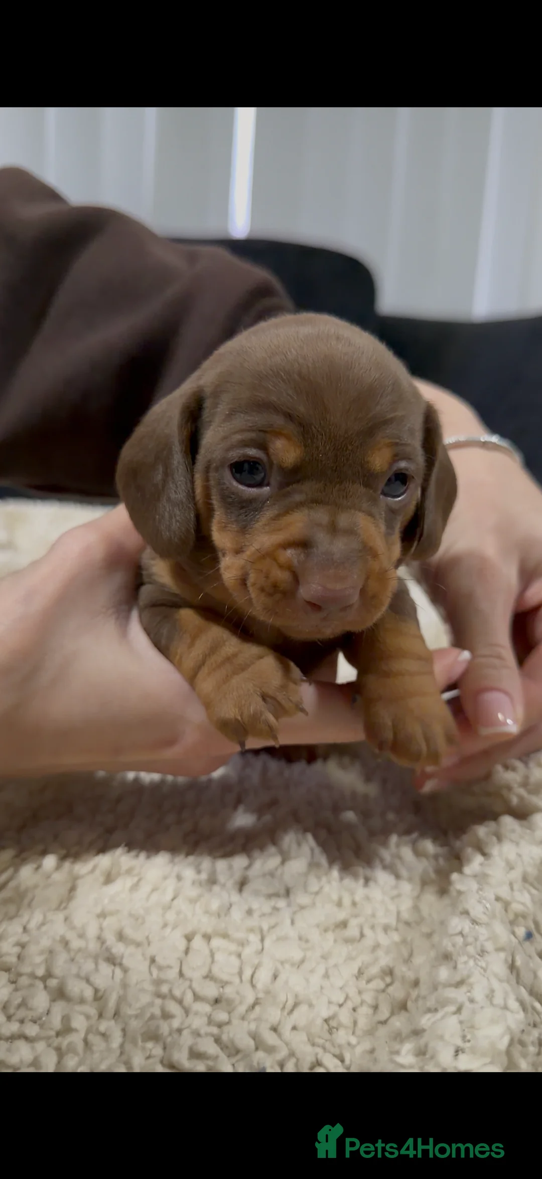 Miniature Dachshund dogs for sale: Miniature Dachshund Puppies - Advert 28