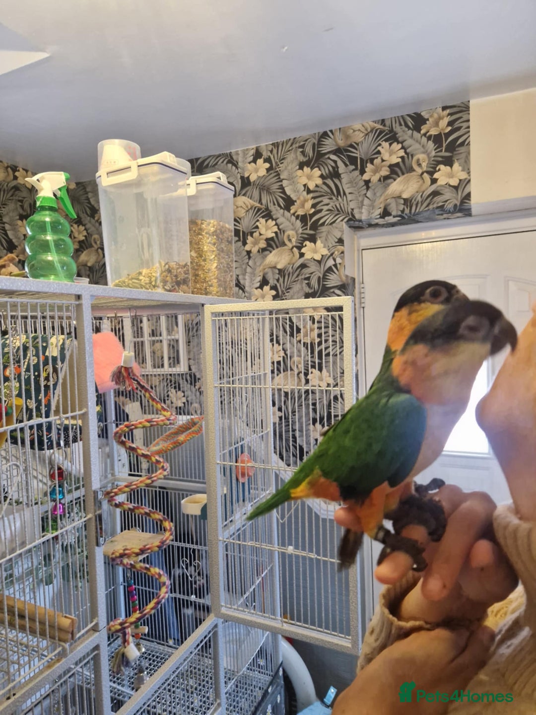 Parrots birds for sale: Caiques  - Image 4