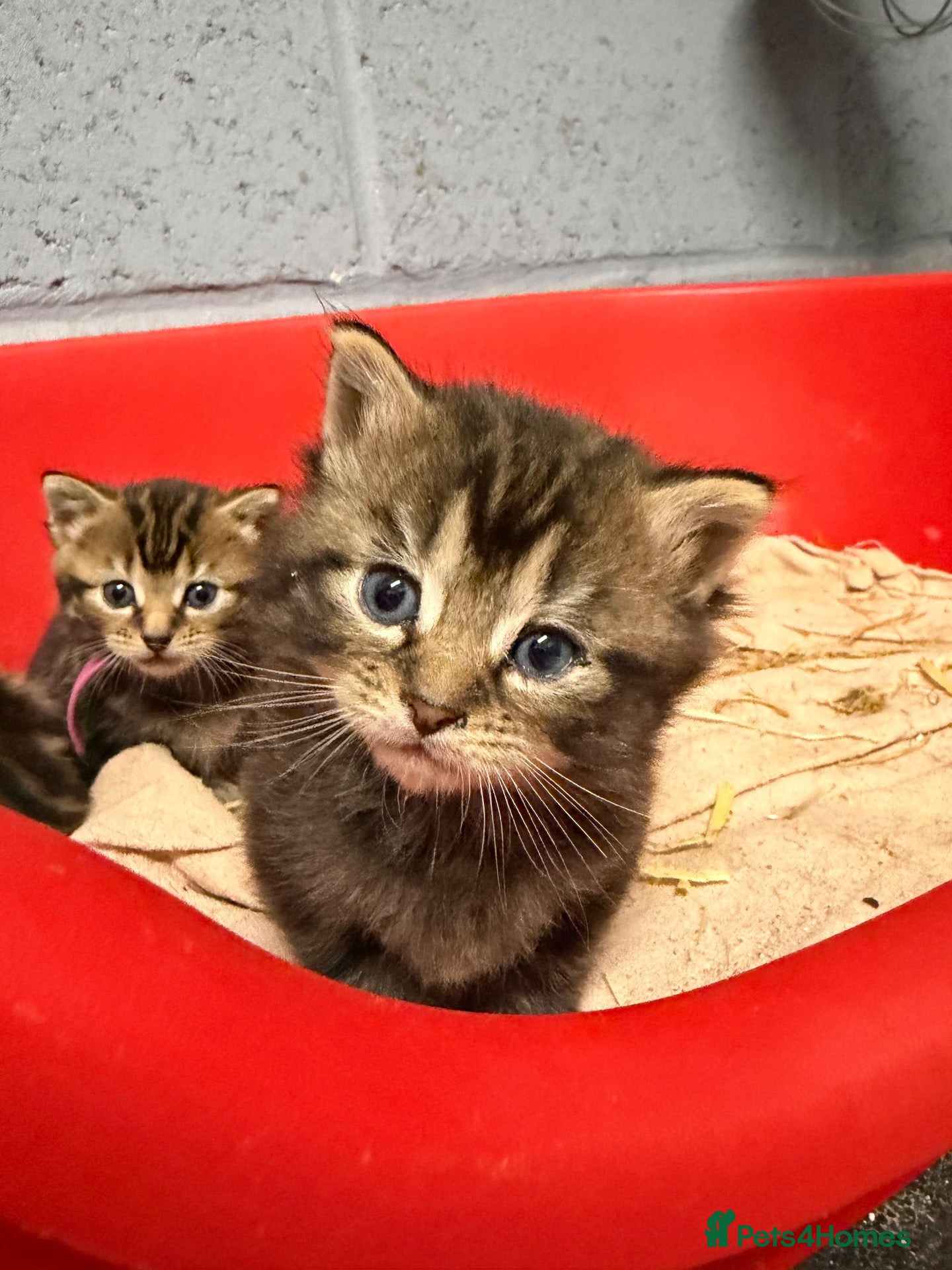 Mixed Breed cats 2 female tabbies  - Advert 3