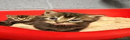 Mixed Breed cats for sale: 2 female tabbies  in Wymondham - Advert 1