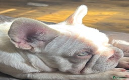 French Bulldog dogs for sale: French Bulldog Puppies, pink and fluffy carriers - Image 2