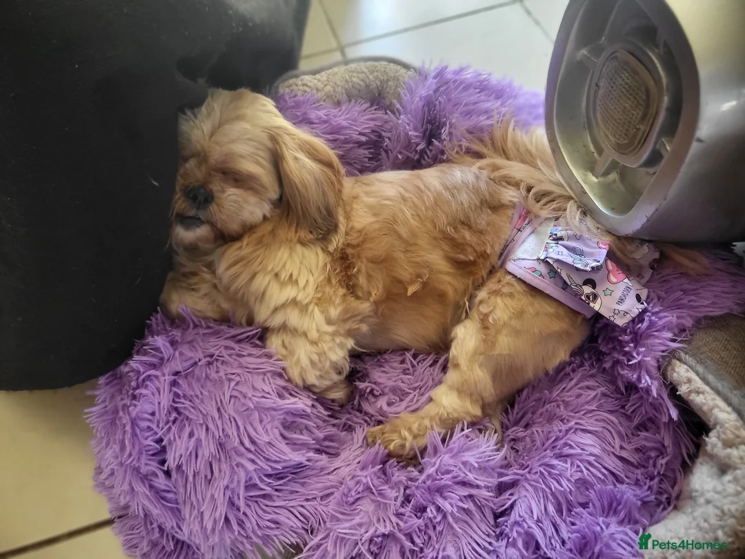 Shih Tzu dogs for sale: 5 Yr old shih tzu for rehoming - Advert 2