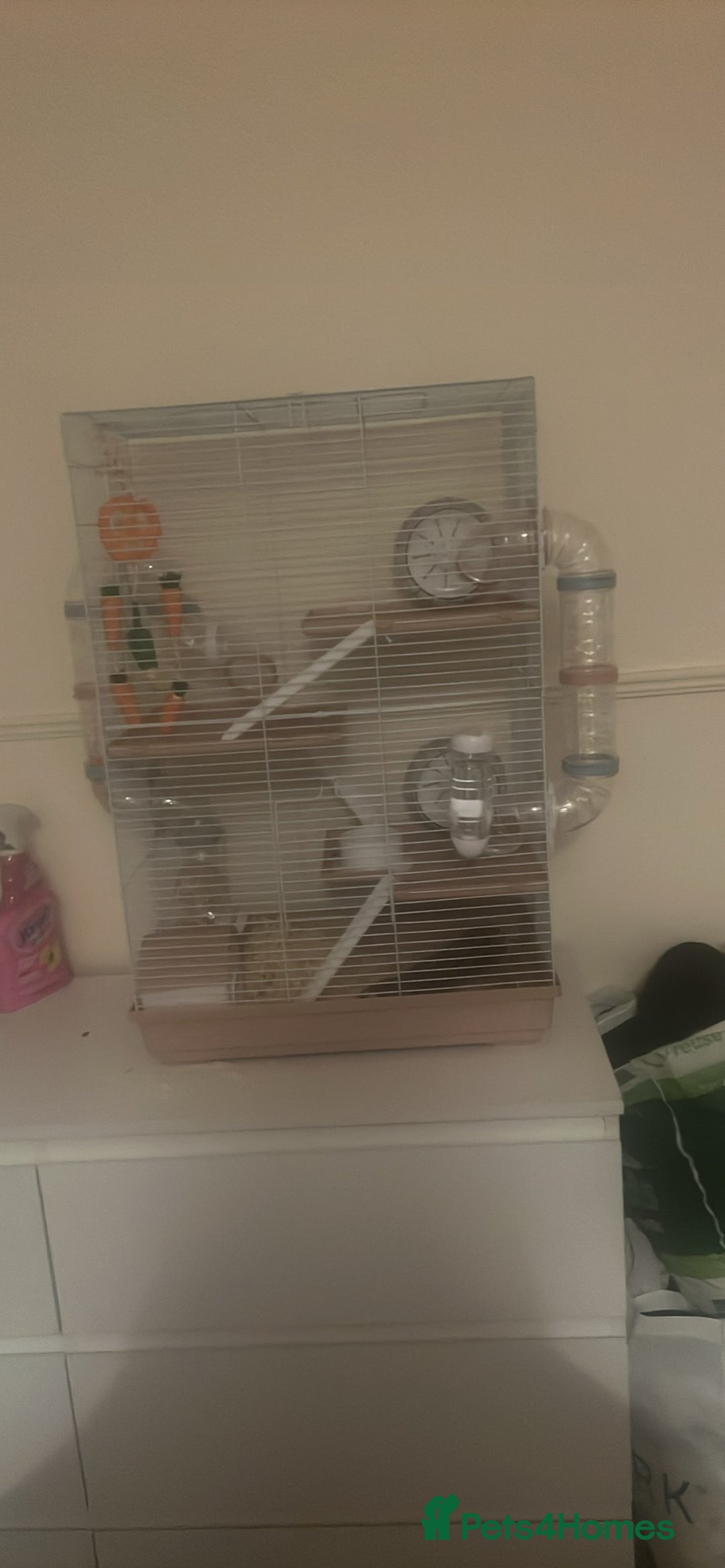 Hamster rodents for sale: Hamster with cage  - Advert 2