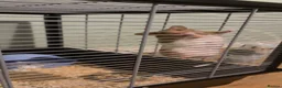 Hamster rodents for sale: Male Syrian Hamster  in Leeds - Advert 2