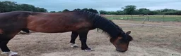 Irish Cob horses for sale: 15.2hh bomb proof hack  - Advert 7