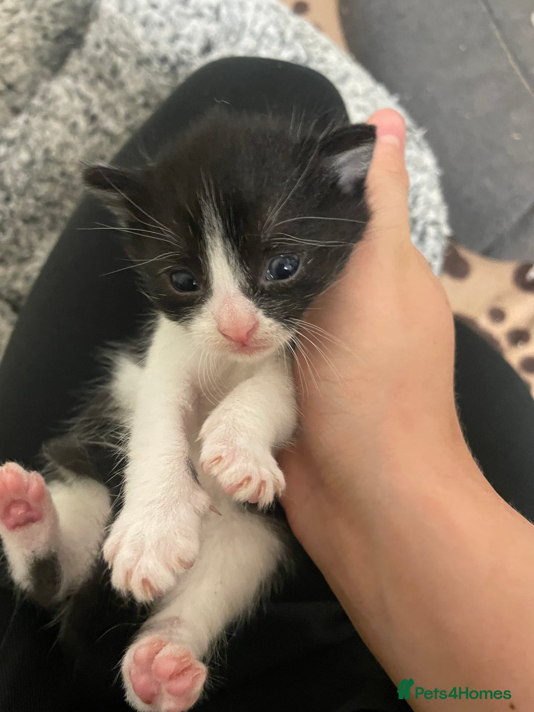 British Shorthair cats for sale: Kittens 4x male - Image 5