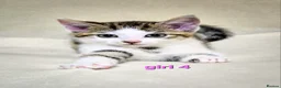 Mixed Breed cats for sale: 8 Adorable Kittens Looking for Their New Homes - Advert 6