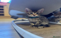 Bengal cats for sale: Ava’s Finest Pure Bengals, THREE Kittens Left. . . in Northampton - Image 12