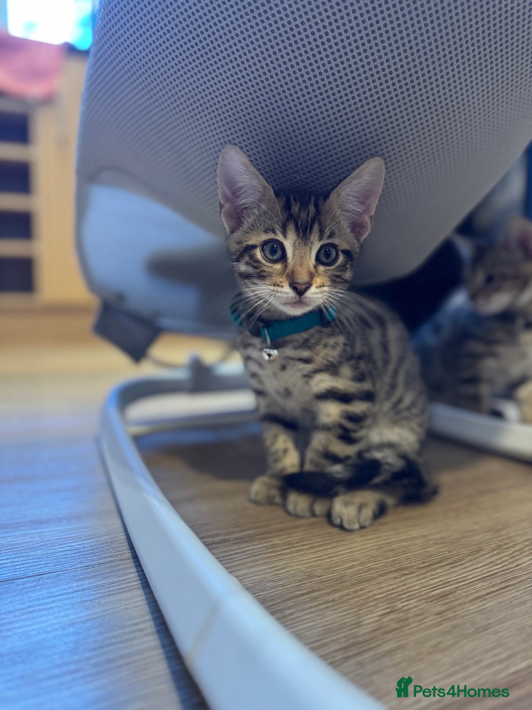 Bengal cats for sale: Ava’s Finest Pure Bengals, THREE Kittens Left. . . in Northampton - Image 12