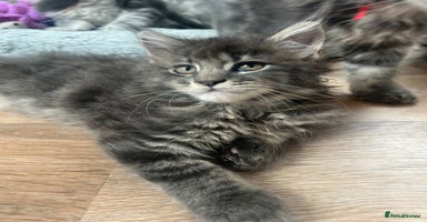 Maine Coon cats - Advert 14