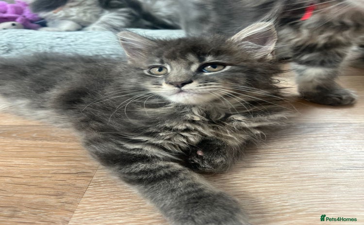 Maine Coon cats - Advert 2