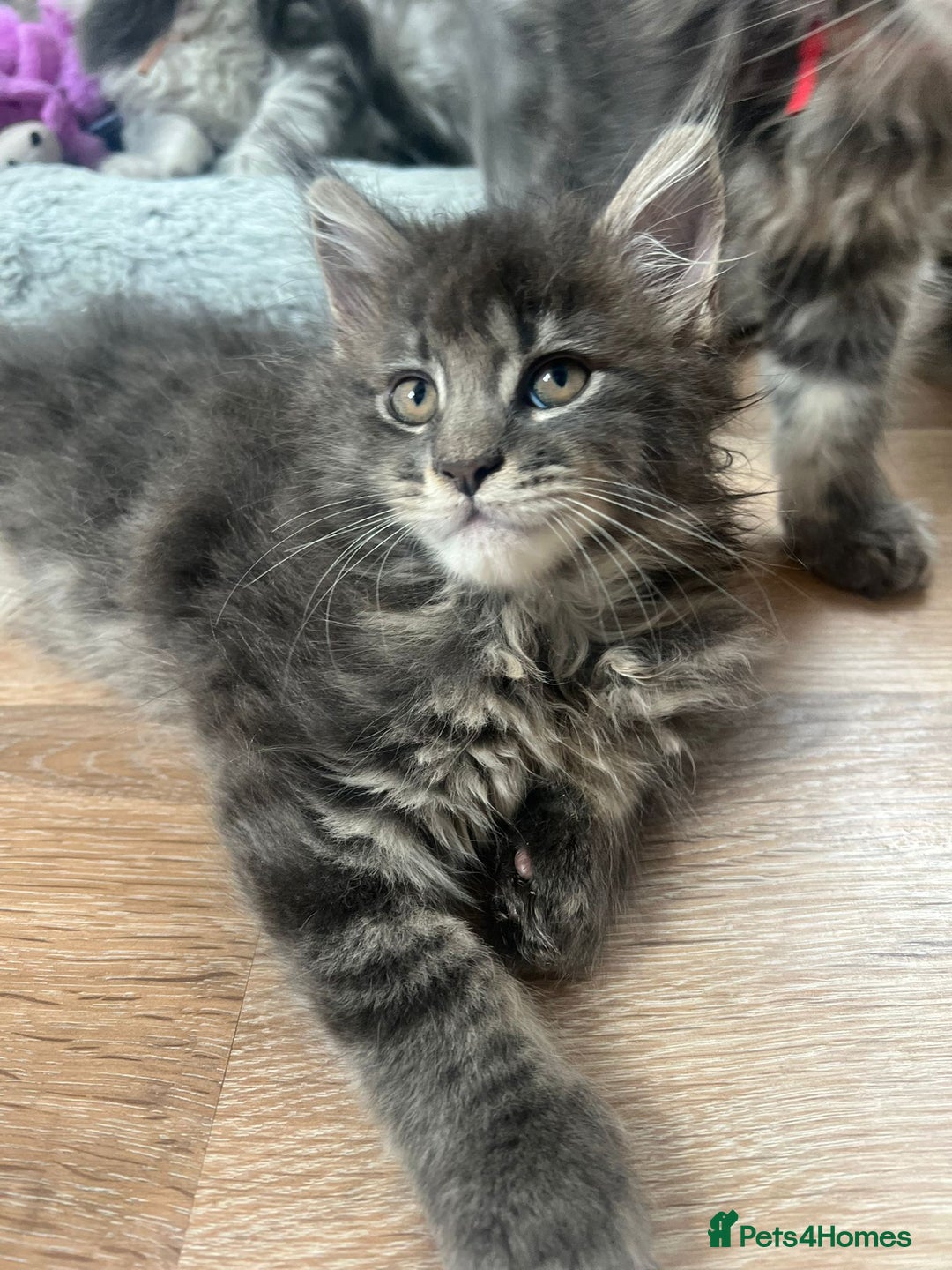 Maine Coon cats for sale: Tica Registered Maine Coon kittens  - Image 1