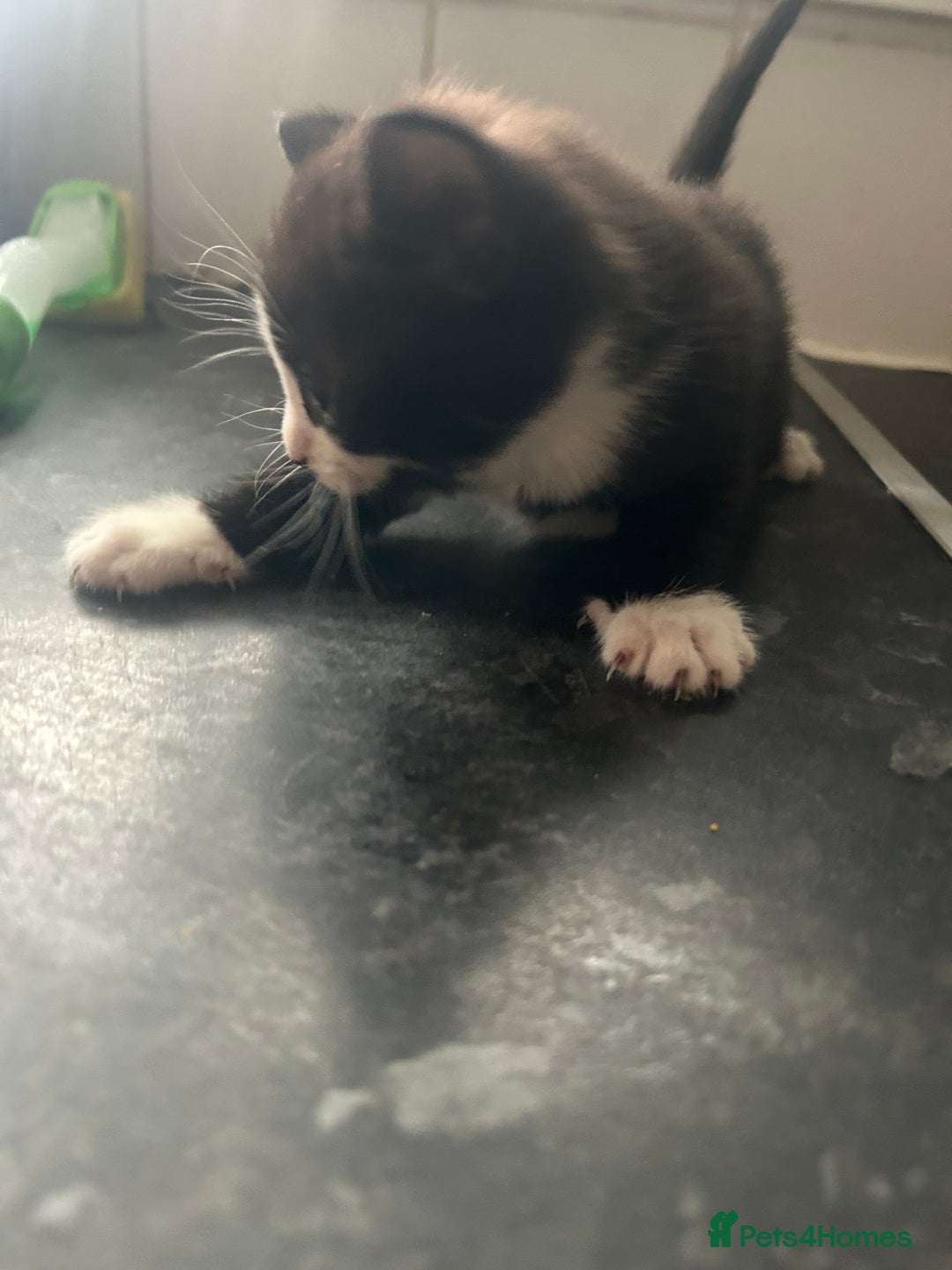 Mixed Breed cats for sale: Adorable kittens waiting for a good home - Image 7