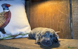 Weimaraner dogs for sale: 🐾Adorable KC Registered Weimaraner Puppies🐾 - Image 5