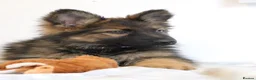 German Shepherd dogs for sale: German Shepherd - Advert 1