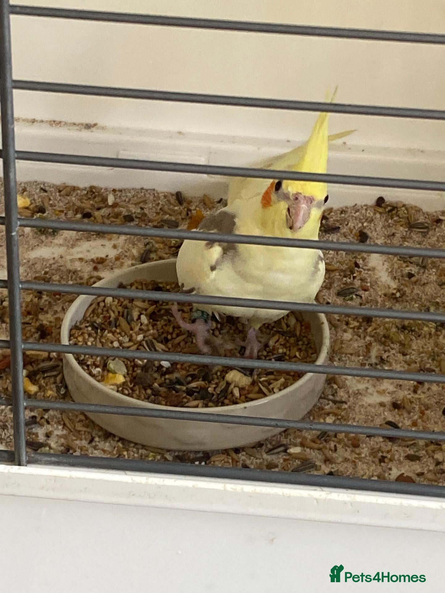 Cockatiels birds Cockatiel that needs rehoming  - Advert 1