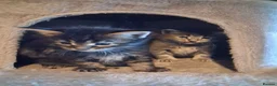 Maine Coon cats for sale: 🐾 **Beautiful Maine Coon Kittens for Sale** 🐾 in Thetford - Advert 12