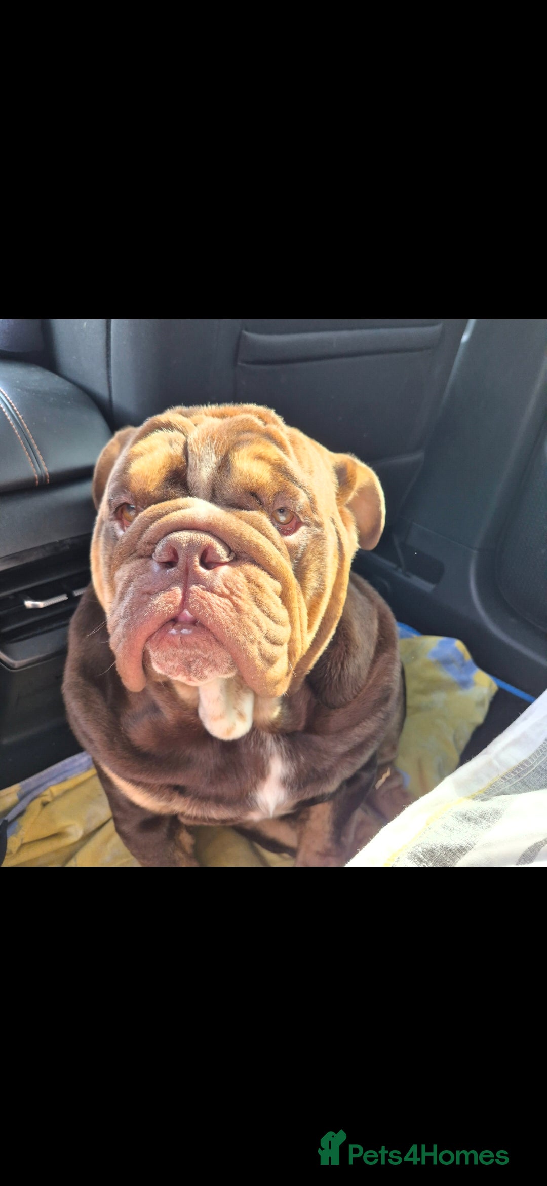 English Bulldog dogs English bulldog  - Advert 4