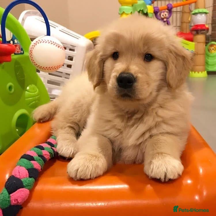 Golden Retriever dogs Needing forever home - Advert 1