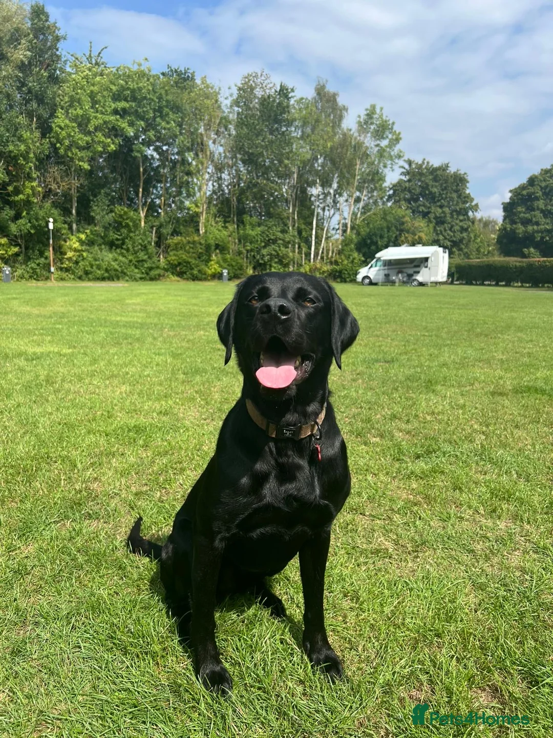 Labrador Retriever dogs for stud: Gentle Police-Trained Labrador Stud - Advert 2