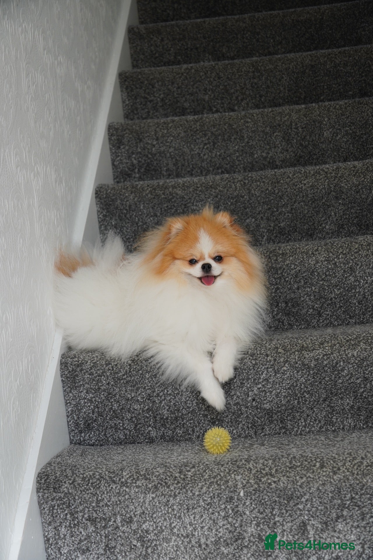 Pomeranian dogs Two Lovely Pomeranians Looking for a New Home - Advert 3