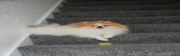 Pomeranian dogs for sale: Two Lovely Pomeranians Looking for a New Home - Advert 1