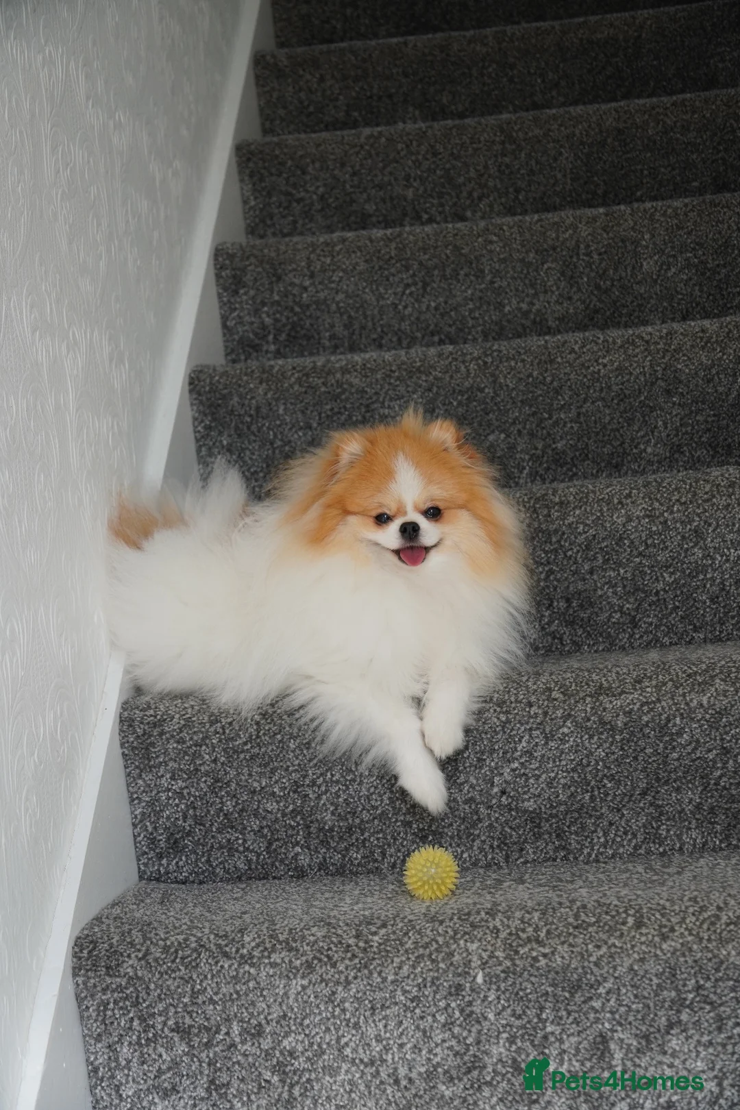 Pomeranian dogs for sale: Two Lovely Pomeranians Looking for a New Home - Advert 1